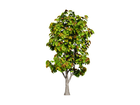 Rubber Tree Pack 3D Model