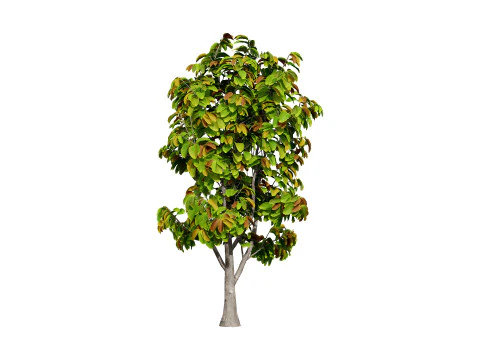 Rubber Tree Pack 3D Model