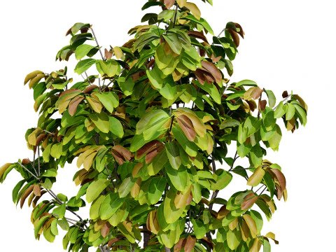 Rubber Tree Pack 3D Model