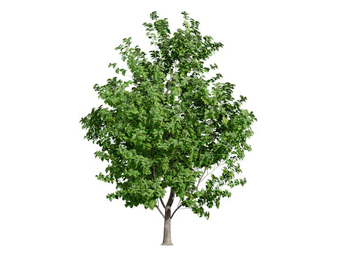 Rubber Tree Pack 3D Model