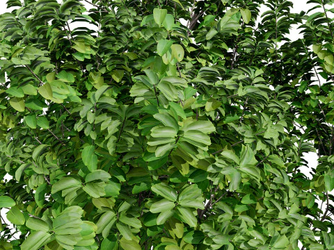 Rubber Tree Pack 3D Model