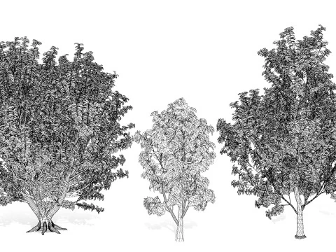 Rubber Tree Pack 3D Model