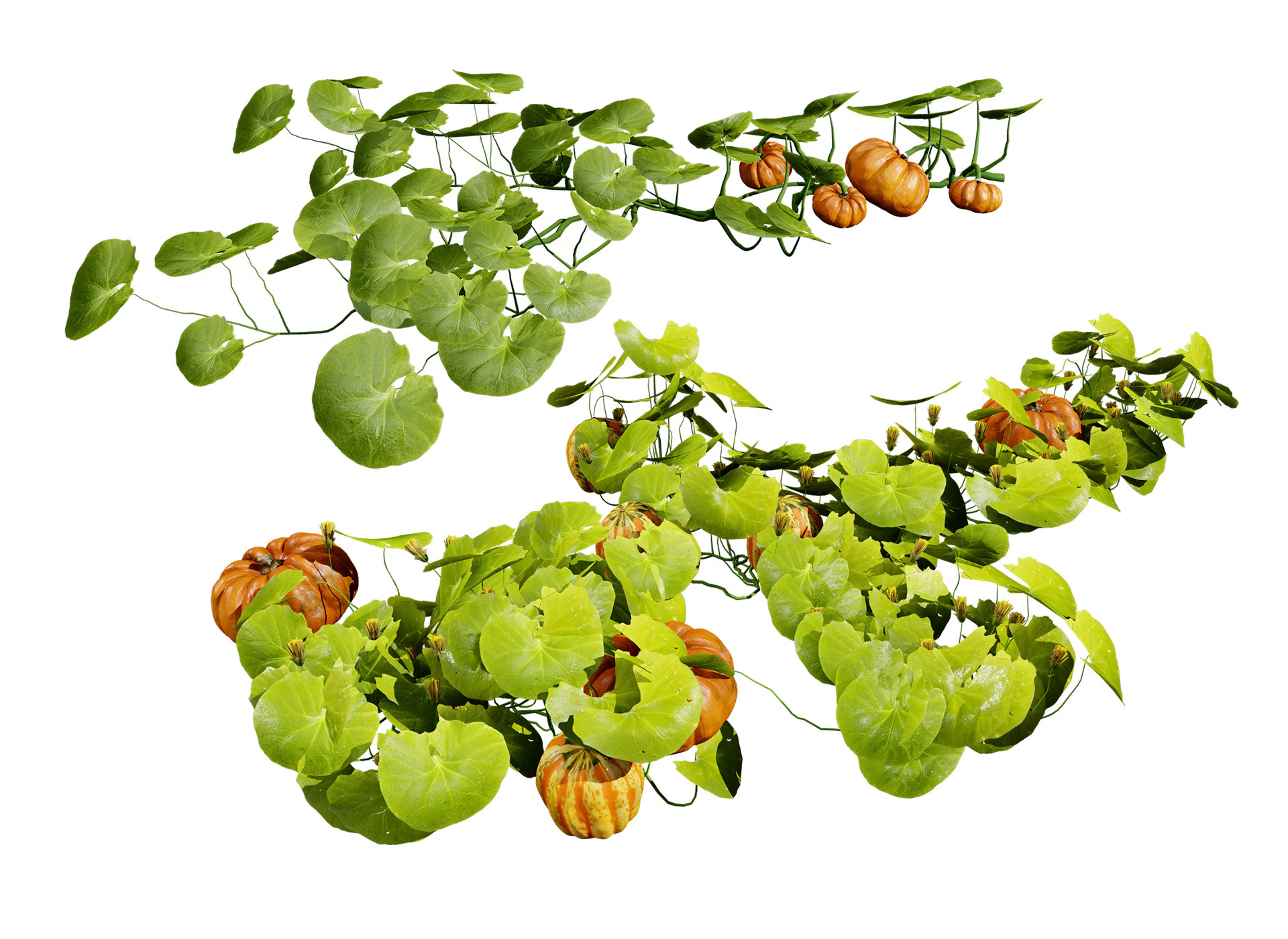 Pumpkin Vine 3D Model .c4d .max .obj .3ds .fbx .stl .blend 