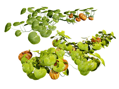 Pumpkin Vine 3D Модель