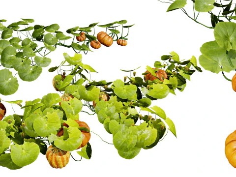 Pumpkin Vine 3D Model