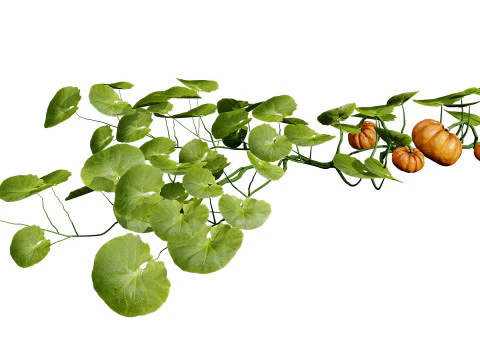 Pumpkin Vine 3D Model