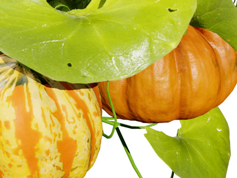 Pumpkin Vine 3D Model