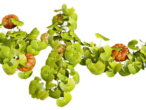 Pumpkin Vine 3D Model