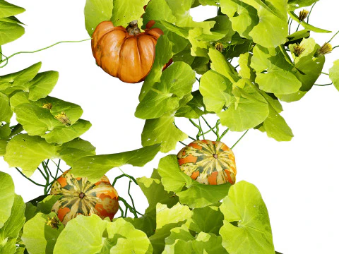 Pumpkin Vine 3D Model