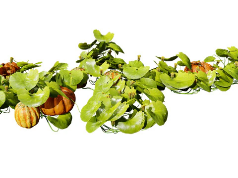 Pumpkin Vine 3D Model