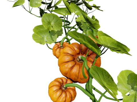 Pumpkin Vine 3D Model