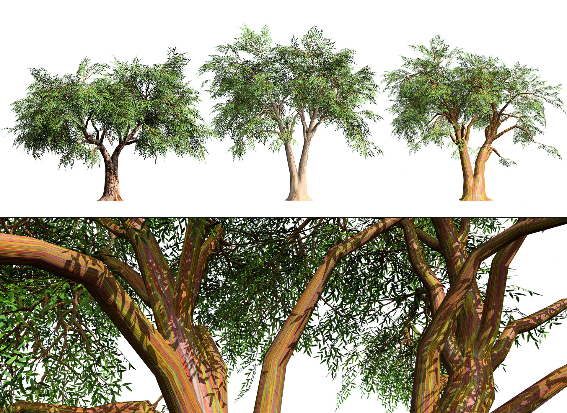 Realistic Eucalyptus Tree 3D Model .c4d .max .obj .3ds .fbx .stl .blend 