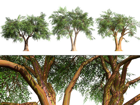 Realistic Eucalyptus Tree Modello 3D