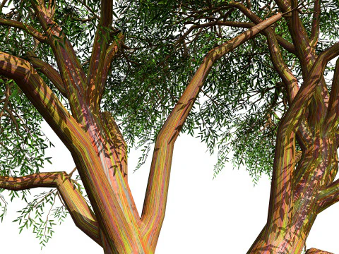 Realistic Eucalyptus Tree 3D Model