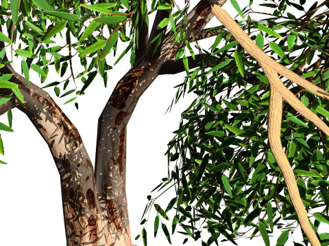Realistic Eucalyptus Tree 3D Model