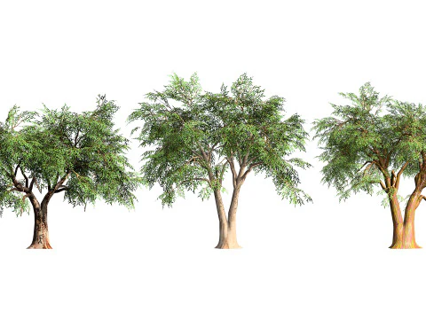 Realistic Eucalyptus Tree 3D Model
