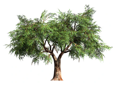 Realistic Eucalyptus Tree 3D Model