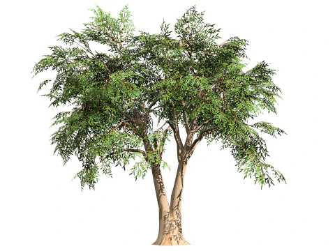 Realistic Eucalyptus Tree 3D Model