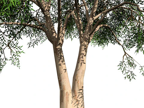 Realistic Eucalyptus Tree 3D Model