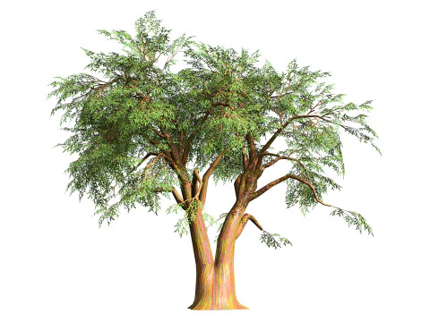 Realistic Eucalyptus Tree 3D Model