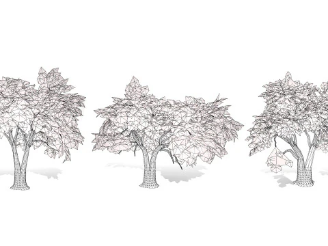 Realistic Eucalyptus Tree 3D Model