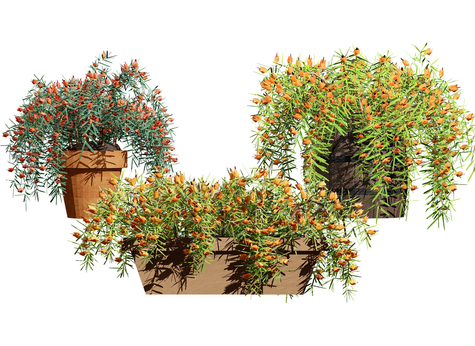 Lotus Vine 3D Model .c4d .max .obj .3ds .fbx .stl .blend 