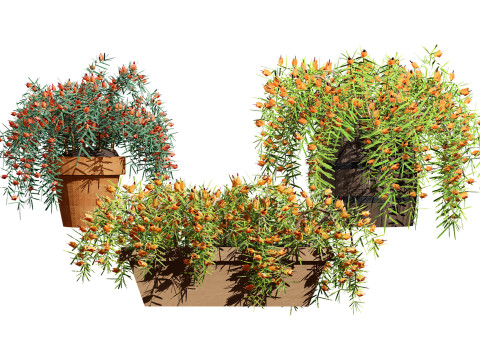 Lotus Vine Modèle 3D