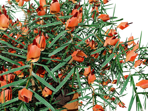 Lotus Vine 3D Model