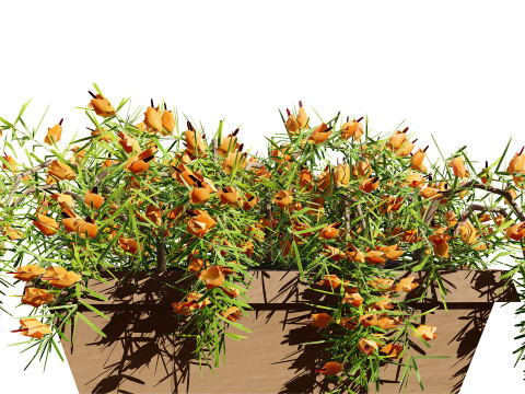 Lotus Vine 3D Model