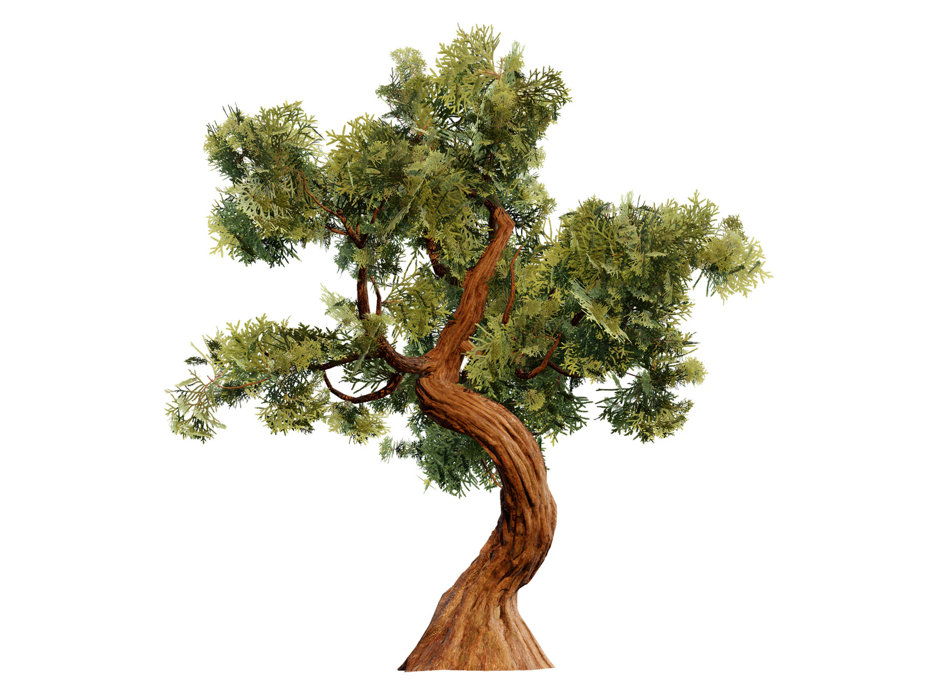 Spiral Juniper Tree 3D Model .c4d .max .obj .3ds .fbx .stl .blend 