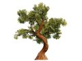 Spiral Juniper Tree 3D मॉडल