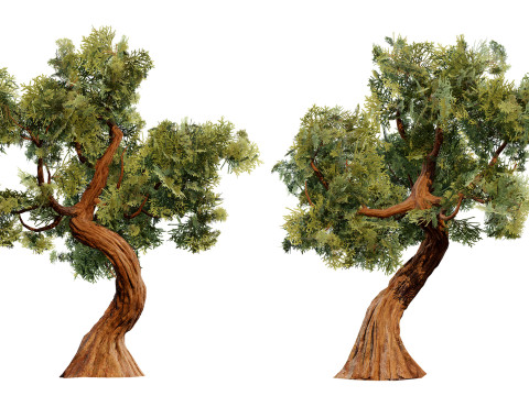 Spiral Juniper Tree Modelo 3D