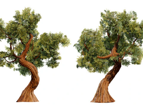 Spiral Juniper Tree 3D Model