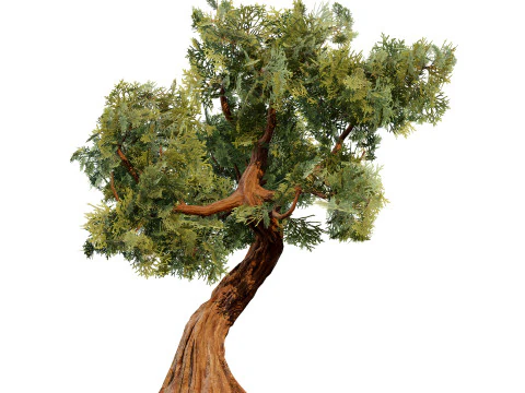 Spiral Juniper Tree 3D Model