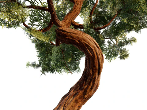 Spiral Juniper Tree 3D Model