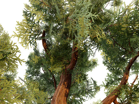 Spiral Juniper Tree 3D Model