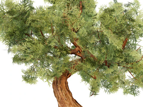 Spiral Juniper Tree 3D Model