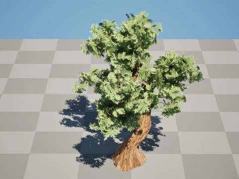 Spiral Juniper Tree 3D Model