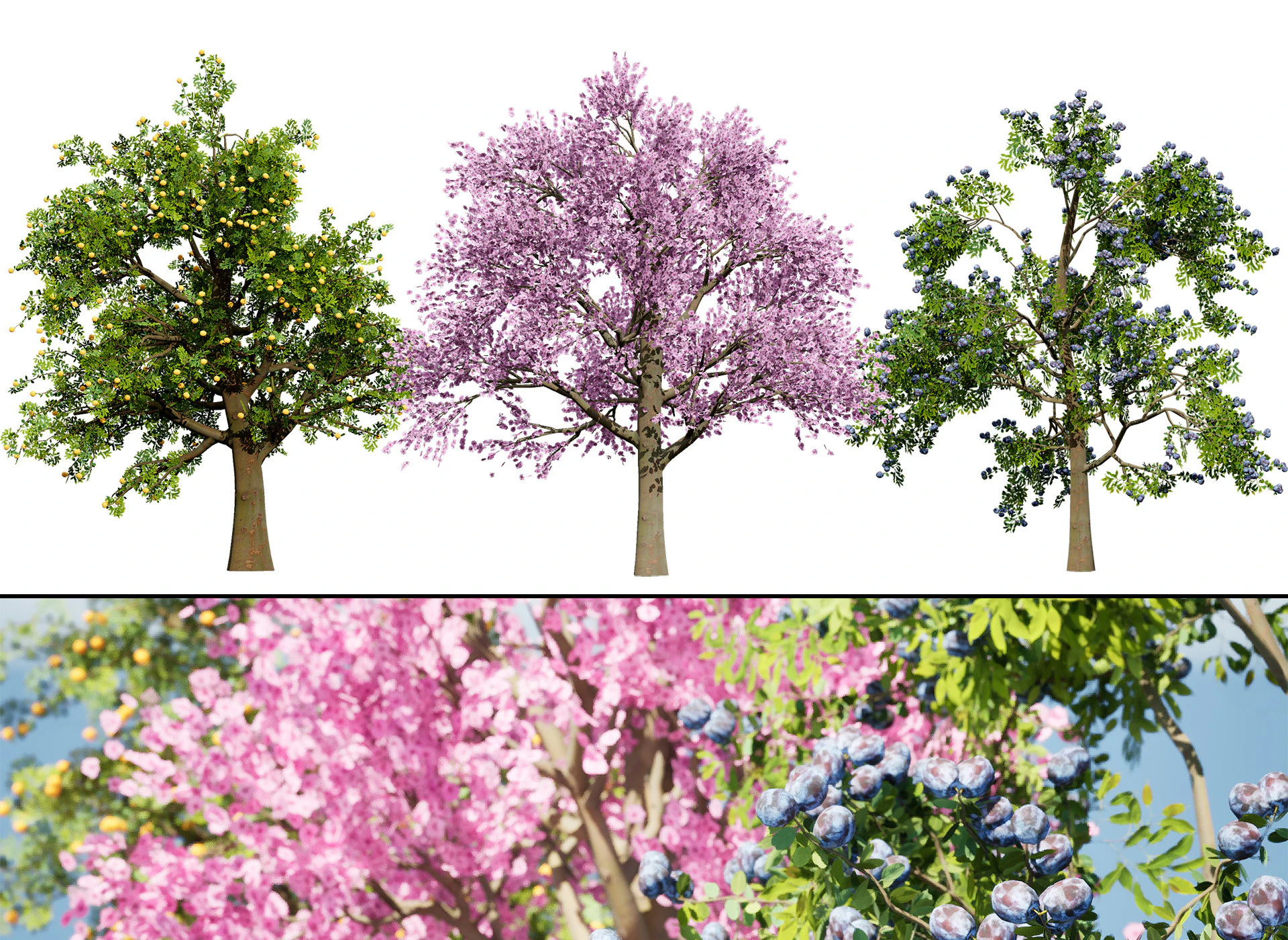 3D Plum Tree Pack 3D Model .c4d .max .obj .3ds .fbx .stl .blend