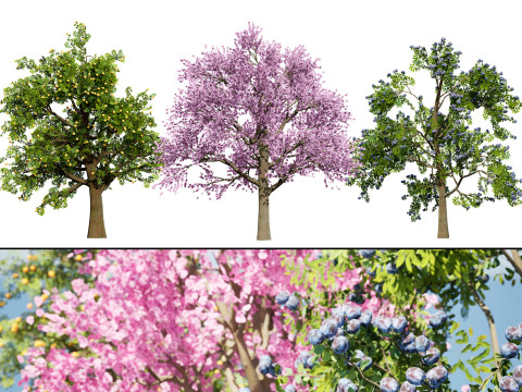 3D Plum Tree Pack 3D Модель