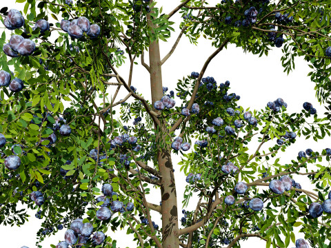 3D Plum Tree Pack Modelo 3D
