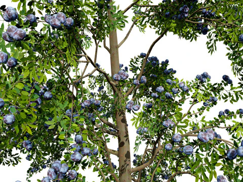 3D Plum Tree Pack 3D Model