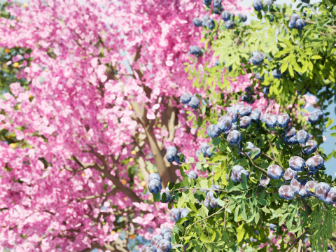 3D Plum Tree Pack Modelo 3D