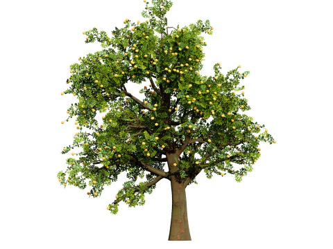 3D Plum Tree Pack 3D Model