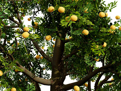 3D Plum Tree Pack Modelo 3D