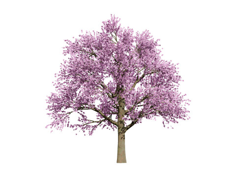 3D Plum Tree Pack Modelo 3D