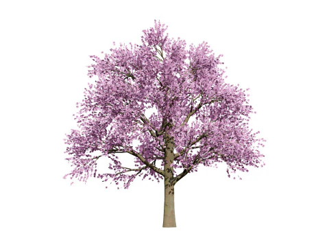 3D Plum Tree Pack 3D Model
