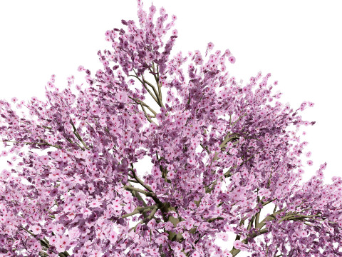 3D Plum Tree Pack Modelo 3D