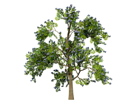 3D Plum Tree Pack Modelo 3D