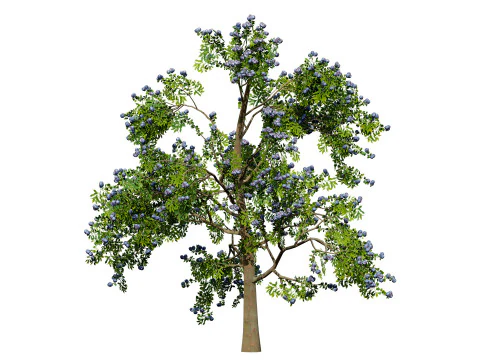 3D Plum Tree Pack 3D Model